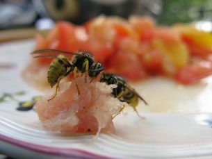 Wespen am Essenstisch