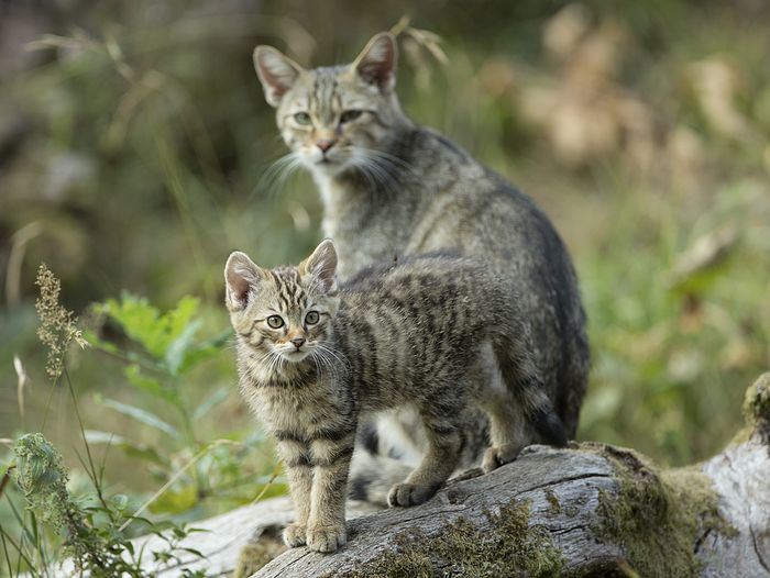 Junge Katze mit Mama
