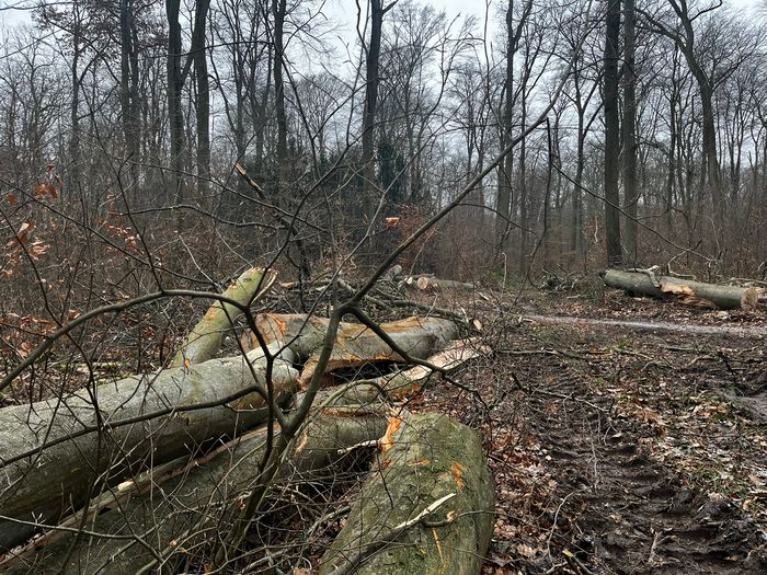Bad Vilbeler Stadtwald