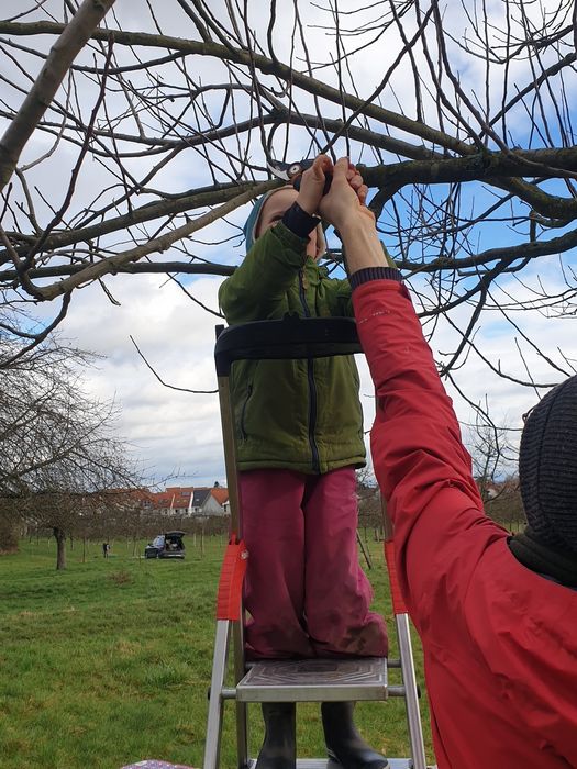 Obstbaum schneiden mit dem Nachwuchs