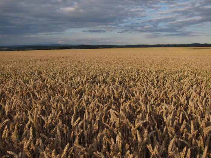 Weizenfeld beim REWE-Areal