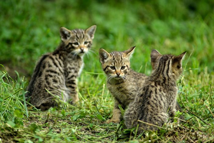 Wildkatzen-Junge