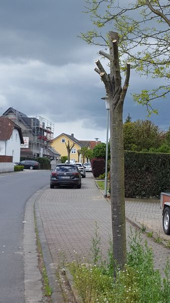 BUND Ortsverband Altenstadt will die Stadtbäume retten!