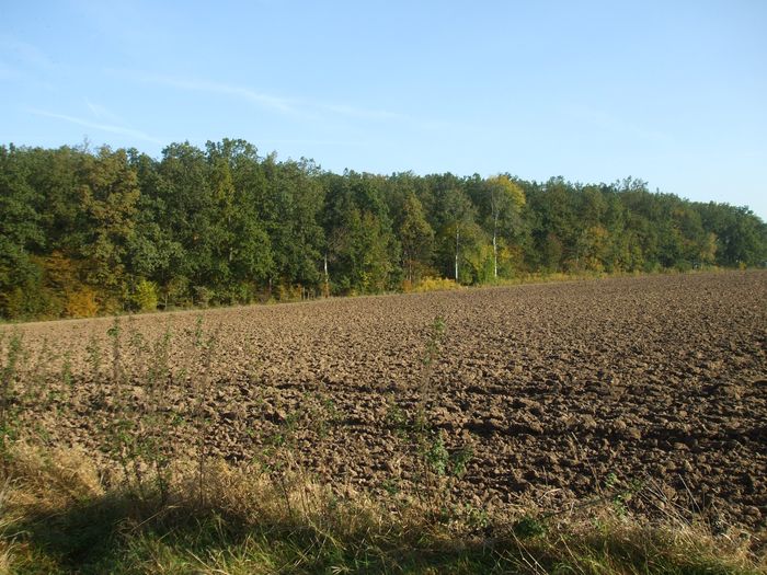 Waldrand von Klein-Karben