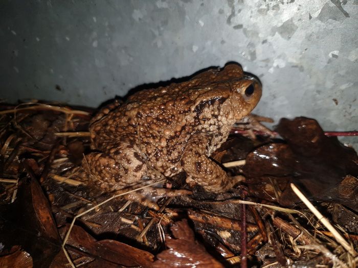 Erste Erdkröte (Weibchen) am Krötenzaun zur Straße