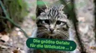 Wildkatze in Gefahr