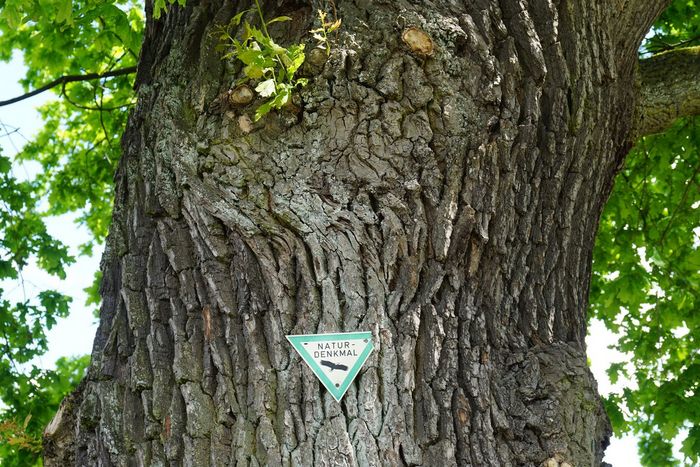 BUND OV Rosbach - Stadtradeln Naturdenkmal