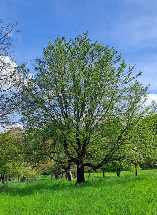 Apfelblütenwanderung in Stammheim hier ein Speierling