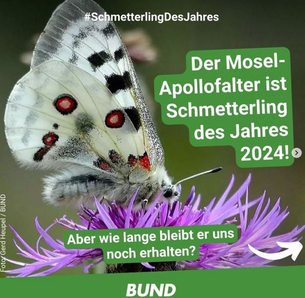 Schmetterling des Jahres 2024 - Mosel-Apollofalter