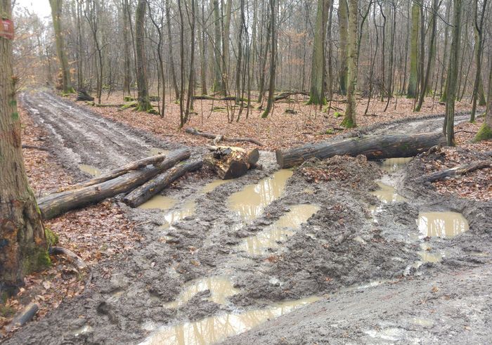 Bad Vilbeler Wald