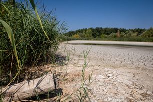 Dürre in Franken am Ufer des Rothenbachsees