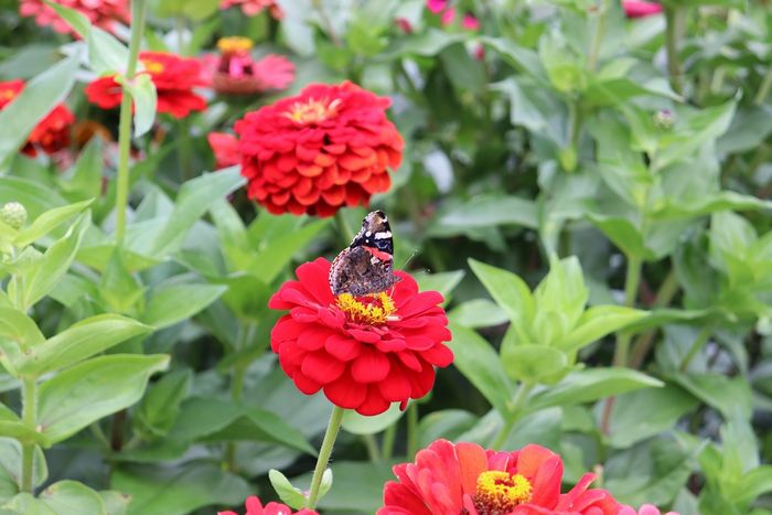 Schmetterling auf einer Blüte