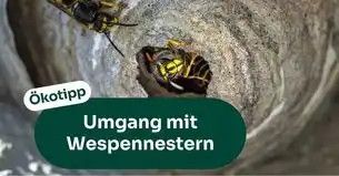 Umgang mit Wespennestern
