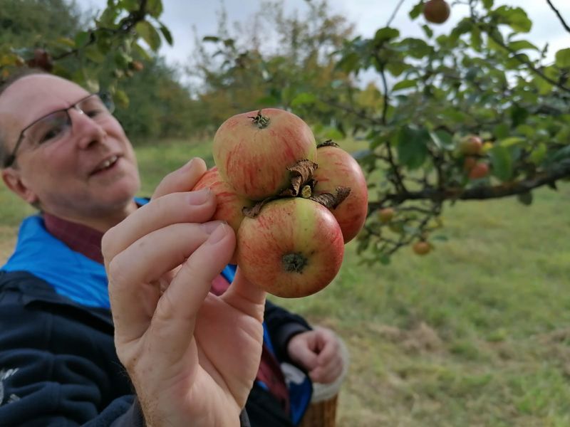 Apfelernte 2020 - BUND OV Karben/Niddatal