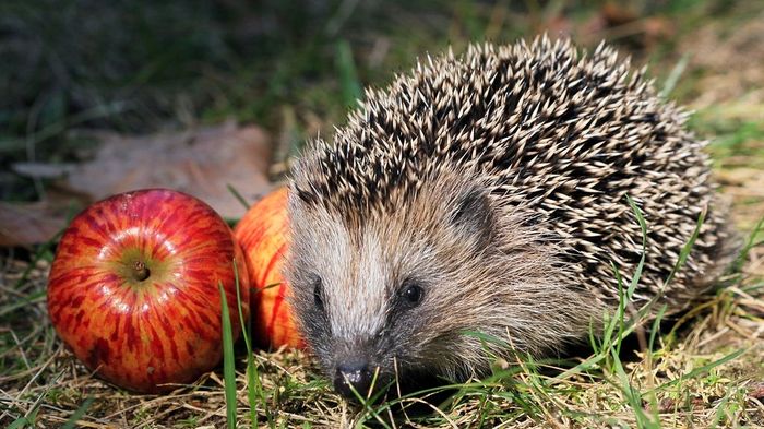 Igel auf der Streuobstwiese