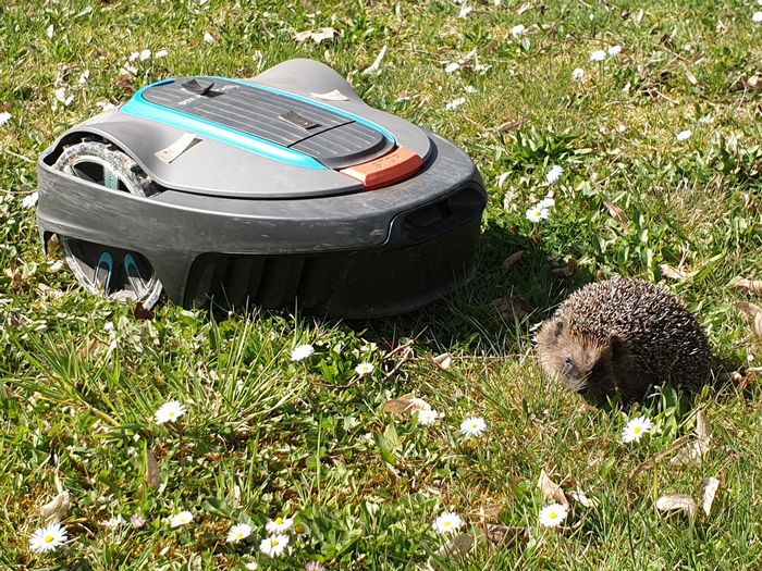 Igel und Mähroboter