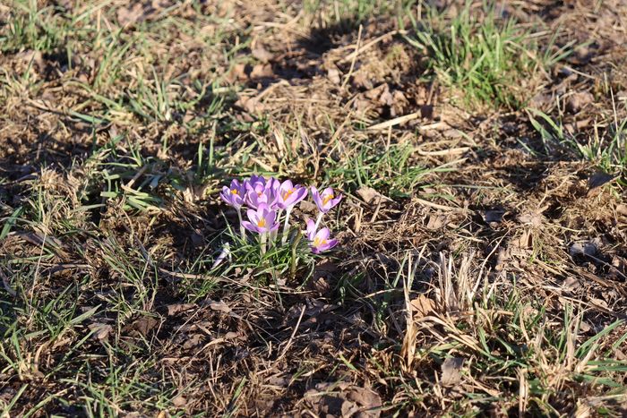 Krokusse