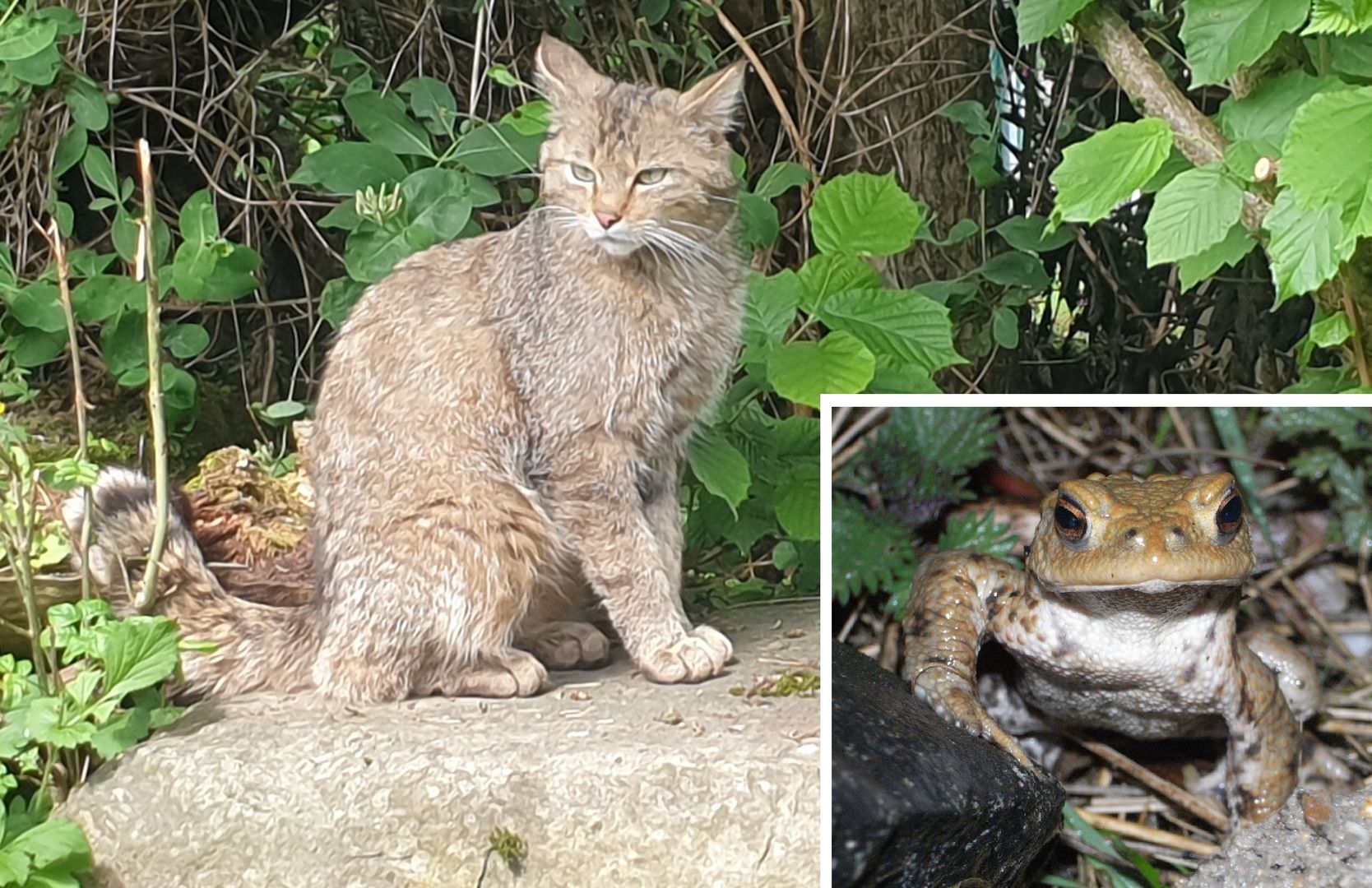 Tierisch Wild/ Wildkatze + Amphibien