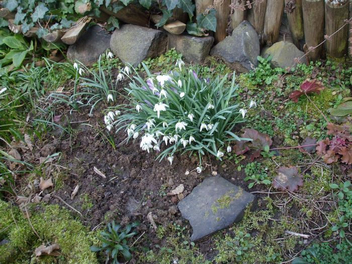 Schneeglöckchen im Garten