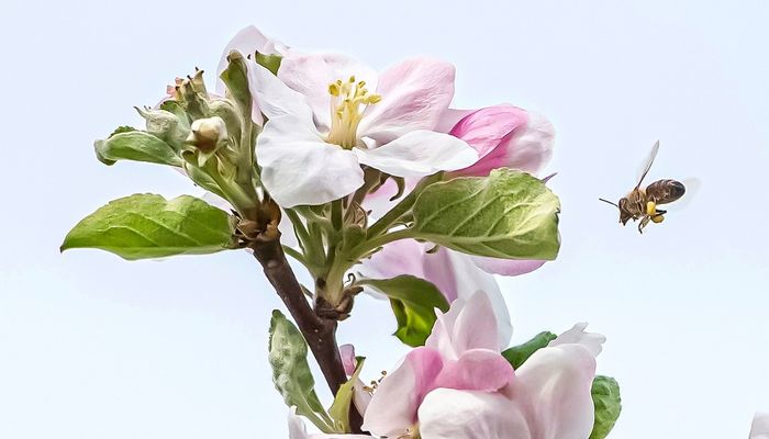 Apfelblüte mit Biene