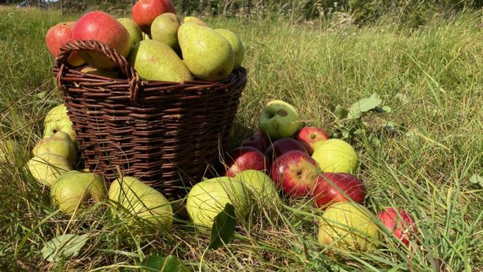 Obstkorb mit Birnen und Äpfeln