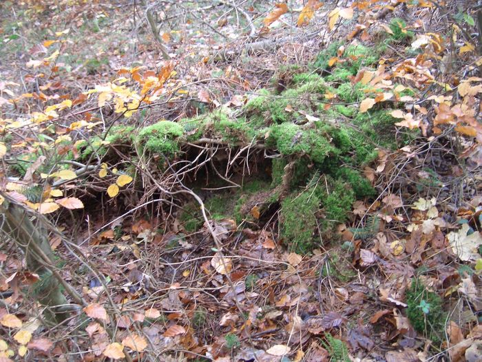 Deckung für Tiere im Wald