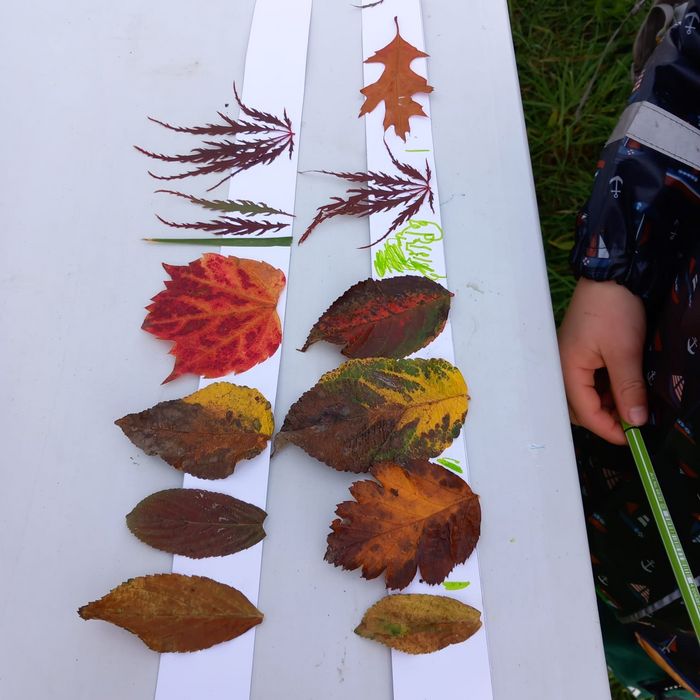 Herbstblätter für eine Blätterkrone für Kinder