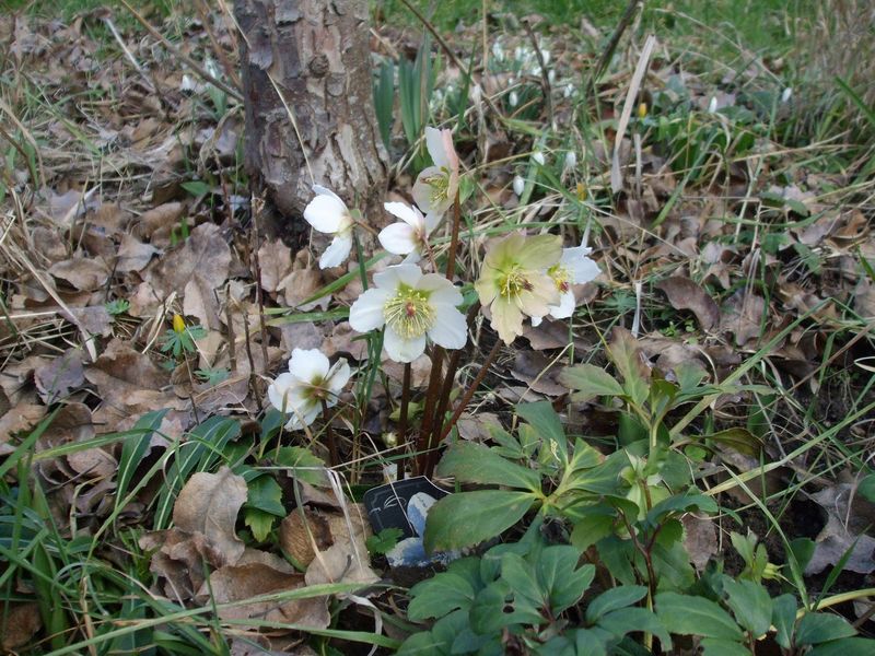 Christrose/Schneerose