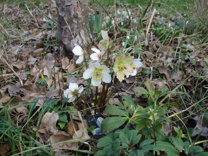 Christrose/Schneerose