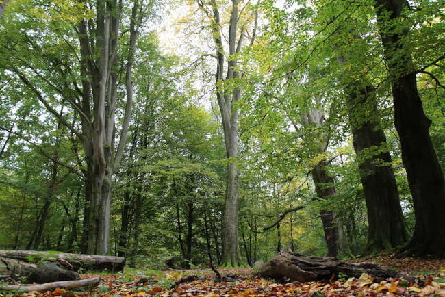Alte Buchen Urwald Sababurg