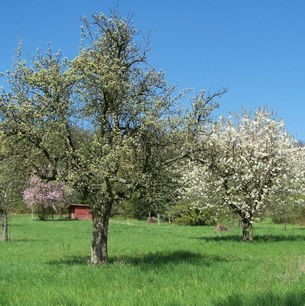 Streuobstwiese