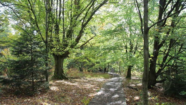 Waldweg