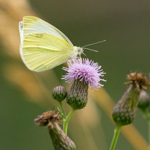 Zitronenfalter