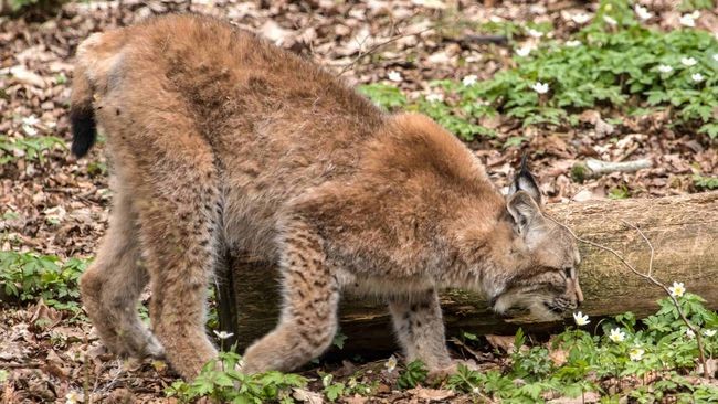 Luchs