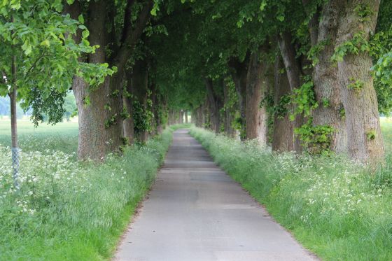 Seedorfer Allee / Allee des Jahres 2017