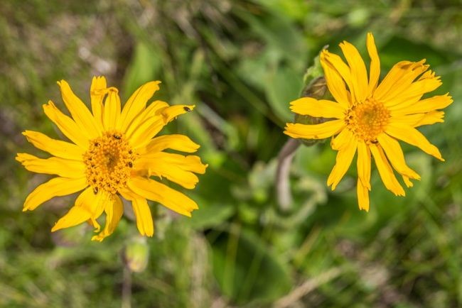 Gelbe Blumen