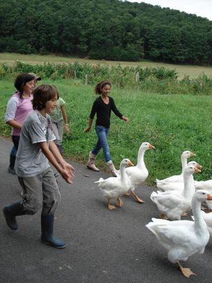 Kinder mit Gänsen auf dem Bauernhof
