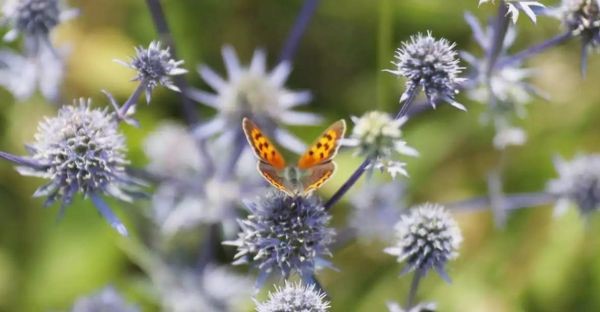 Schmetterling