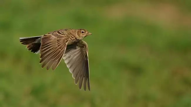 Feldlerche im Flug