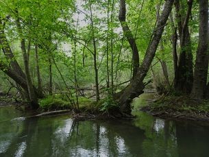 Wildnis
