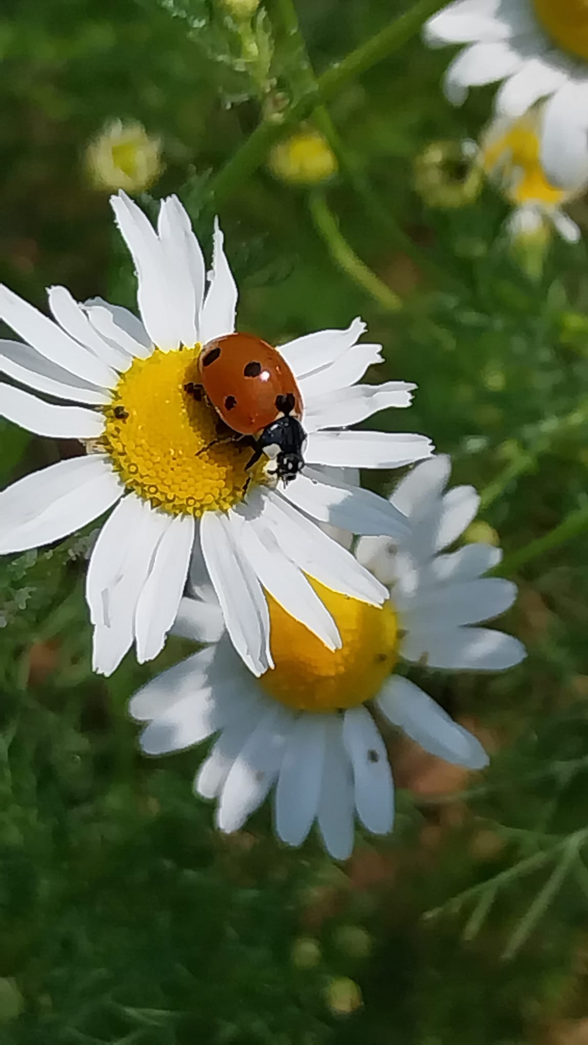 Marienkäfer (Glücksbringer + Blattlausjäger) auf einer Blüte